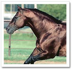 Starlights Wrangler
